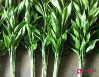 什么花摆在家里寓意好