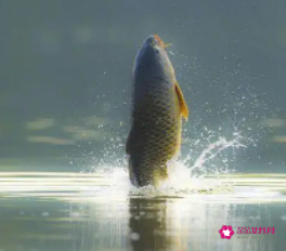 梦见鱼断了尾巴寓意