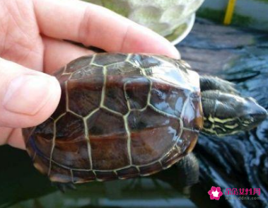 别人送乌龟是什么征兆