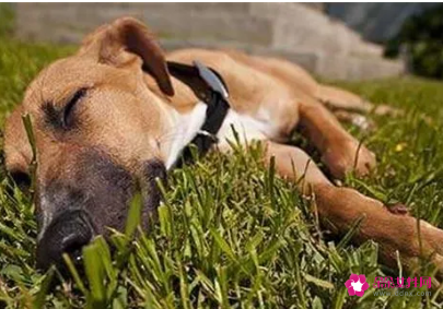 男人梦见别人的狗死了是什么意思