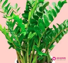 室内养什么植物比较有利于风水