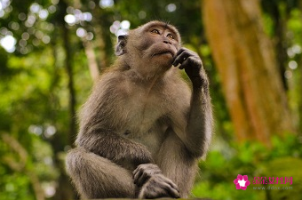 属猴的人什么颜色是幸运色