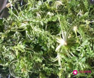 多吃荠菜的好处