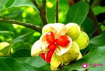 红豆的象征意义