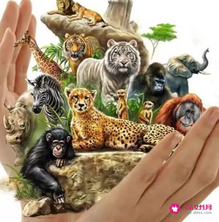 动物保护主题题目