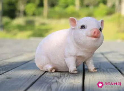 属猪与马属相婚姻相配