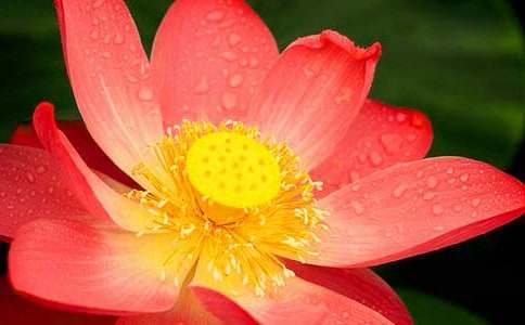 令箭荷花最适合家庭养殖的绿植花卉