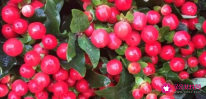 红豆的象征意义