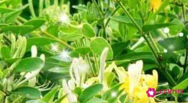 什么花摆在家里寓意好