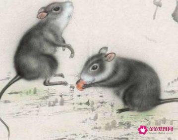 属鼠人床头朝哪最旺财