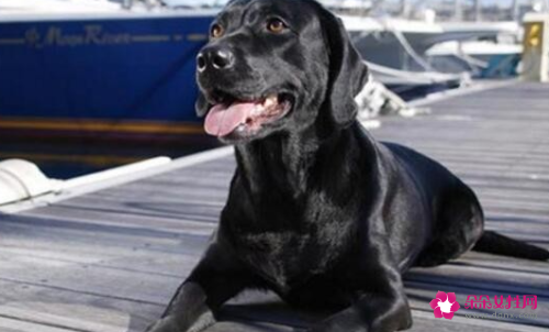 如何正确给拉布拉多梳理毛发