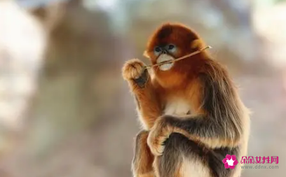 属猴的找什么对象最好