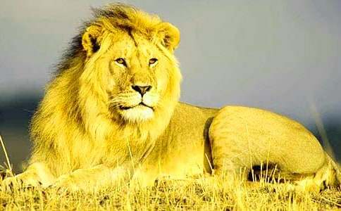 狮子座长大是干什么的