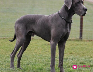 赛级大丹犬的美容护理