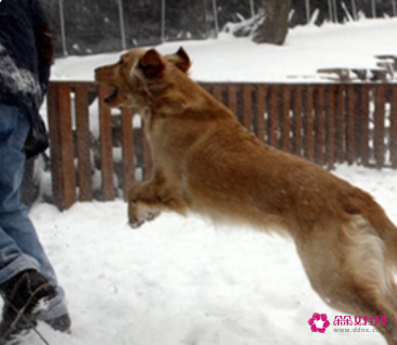 女人梦见好多狗围着我