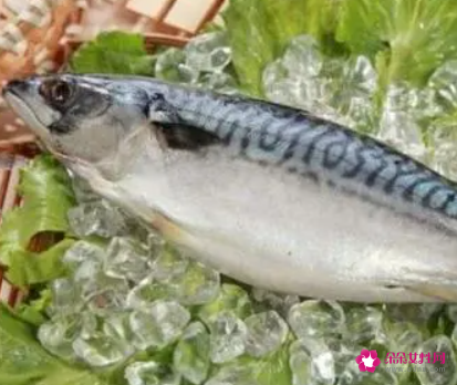 孕妇哪些鱼不能吃