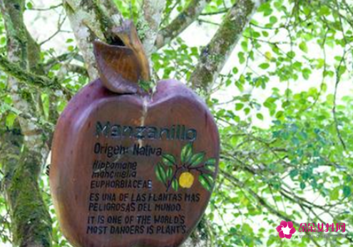 世界上最致命的树