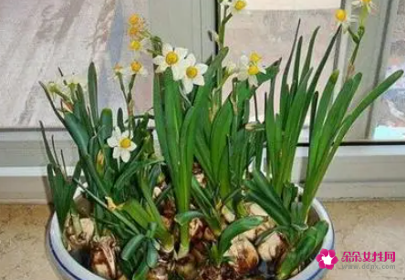 水仙花怎么养
