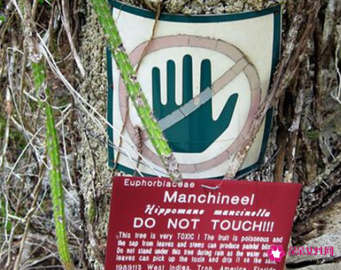 世界上最致命的树