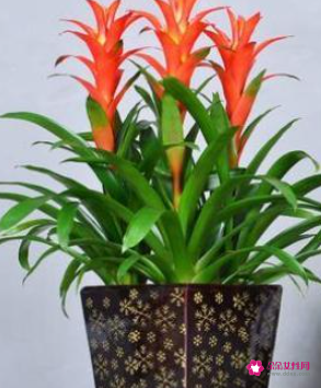 什么花摆在家里寓意好