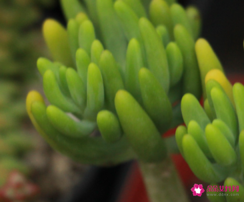 八千代的四季养护要点