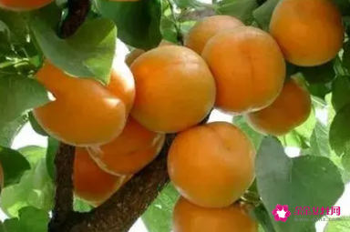 防癌效果最好的水果有哪些