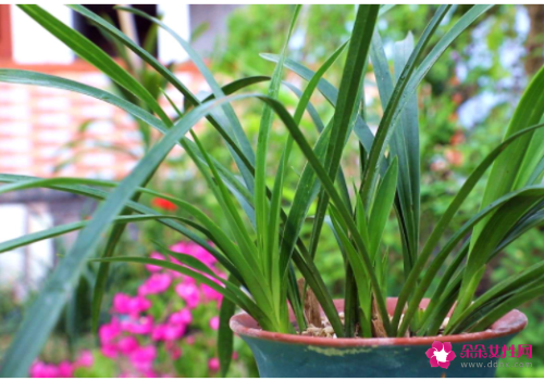 如何养出健康漂亮的兰叶