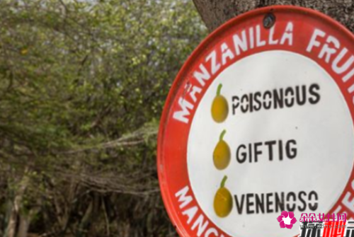 世界上最致命的树