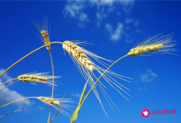 梦见种麦子有什么征兆