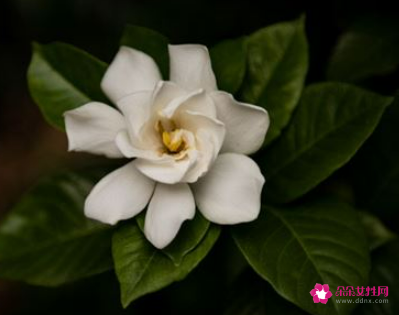 梦见栀子花却生了儿子