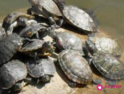 别人送乌龟是什么征兆