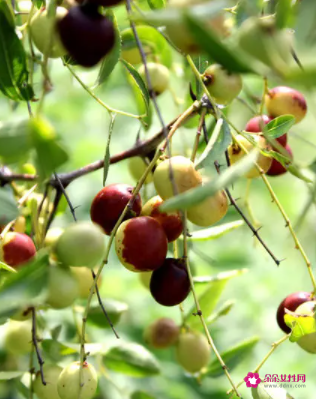 吃野酸枣的好处有哪些