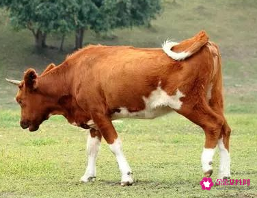 B型血属牛人性格分析