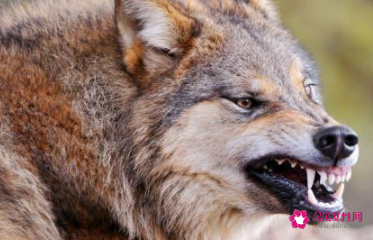 真正有野心的人特点