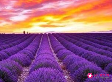 心理学上喜欢紫色的人