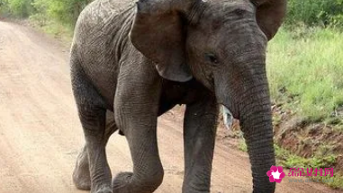 梦见大象有什么预兆