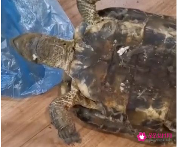 四川一女子大扫除意外发现2009年失踪的乌龟