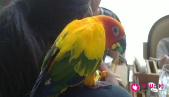 鹦鹉需要怎么养