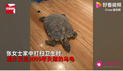 四川一女子大扫除意外发现2009年失踪的乌龟