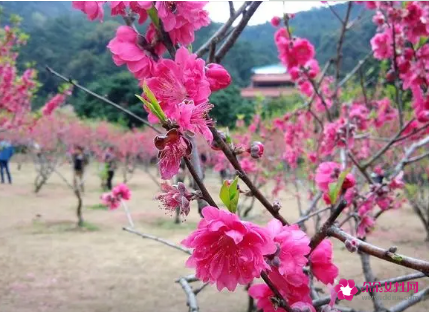 什么样的风水布置可以避免烂桃花