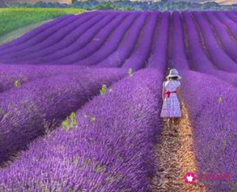 心理学上喜欢紫色的人