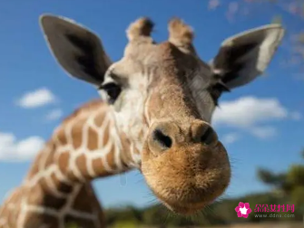 梦到长颈鹿是什么征兆