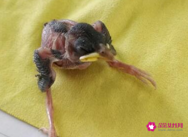 麻雀表现了什么精神