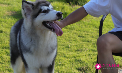 狗狗睡觉要人陪吗