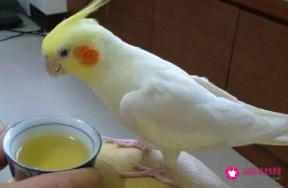 养鹦鹉的常识