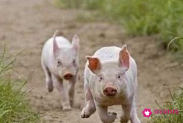 孕妇梦见大猪是什么意思