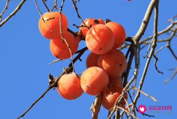 梦见柿子树有什么征兆