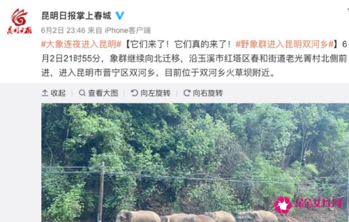 象群走出昆明在田间踩踏