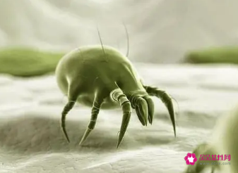 家里有螨虫怎么解决