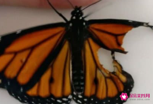 梦见断了翅膀的蝴蝶是什么意思